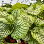 Kalatea (Calathea orbifolia) - výška 30-40 cm, kont. C2L